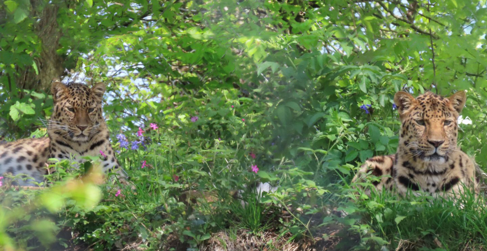 Amur Leopard pair Freddo and Lena introduced at Dartmoor Zoo